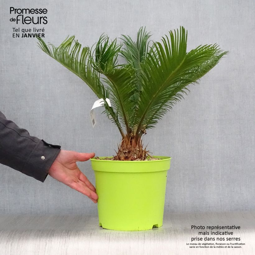 Cycas revoluta - Japanese Sago Palm 4L/5L pot sample as delivered in winter