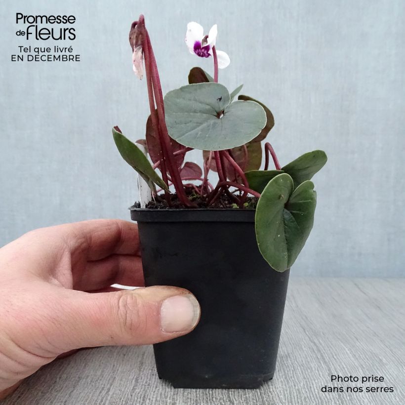 Cyclamen coum Album 8/9 cm pot sample as delivered in winter