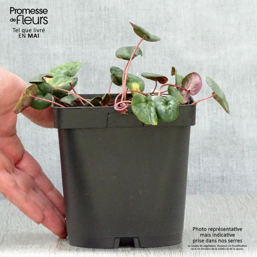 Potted Cyclamen Coum - Pink 2L/3L pot sample as delivered in spring