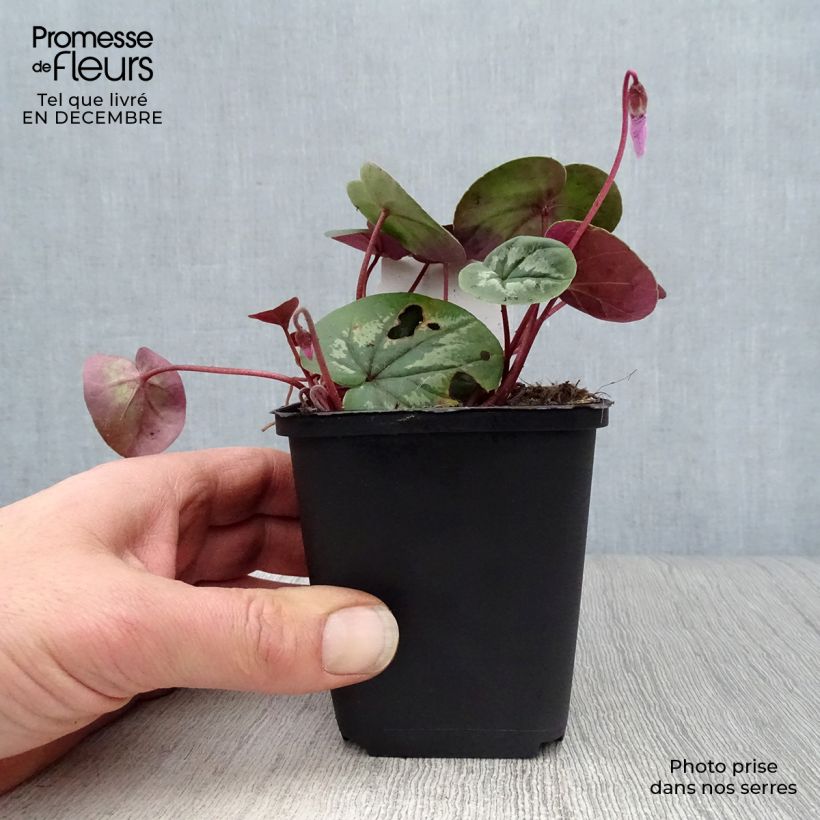 Potted Cyclamen Coum - Pink 8/9 cm pot sample as delivered in winter