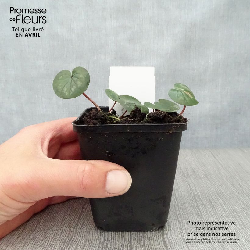 Potted Cyclamen Coum - Pink 8/9 cm pot sample as delivered in spring