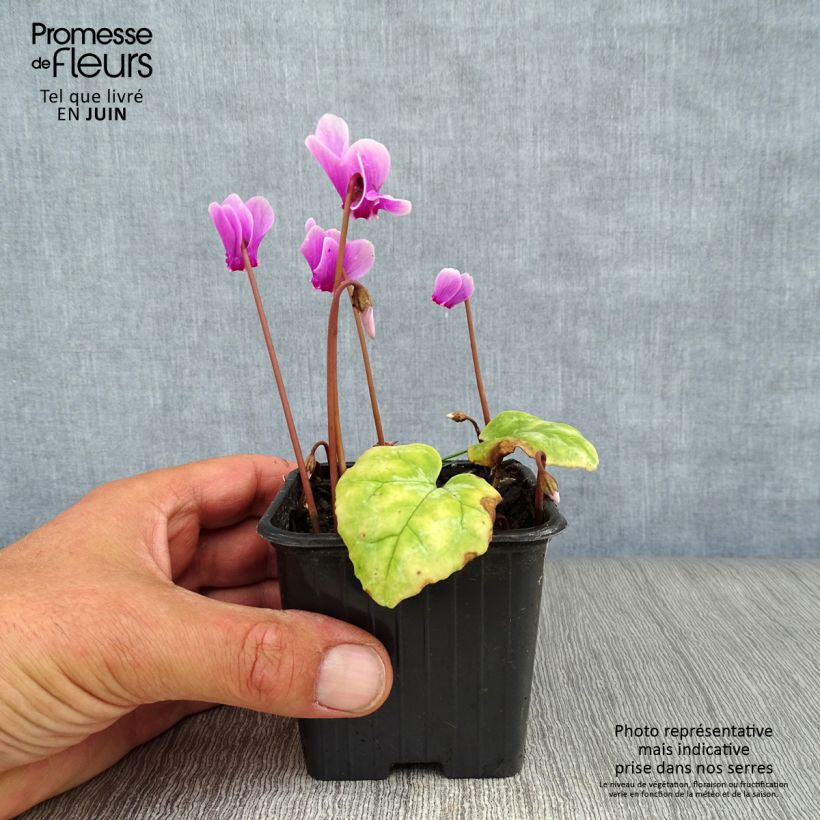 Pink Naples Cyclamen 7/8 cm pot sample as delivered in summer