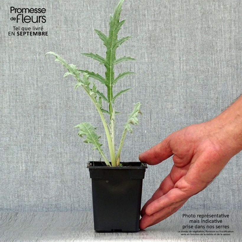 Artichoke Gros Vert de Laon 7/8 cm pot sample as delivered in autumn