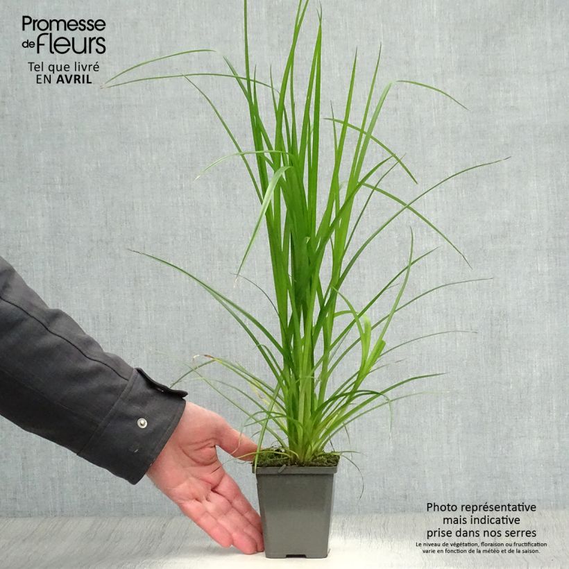 Cyperus alternifolius - Umbrella Papyrus 8/9 cm pot sample as delivered in spring