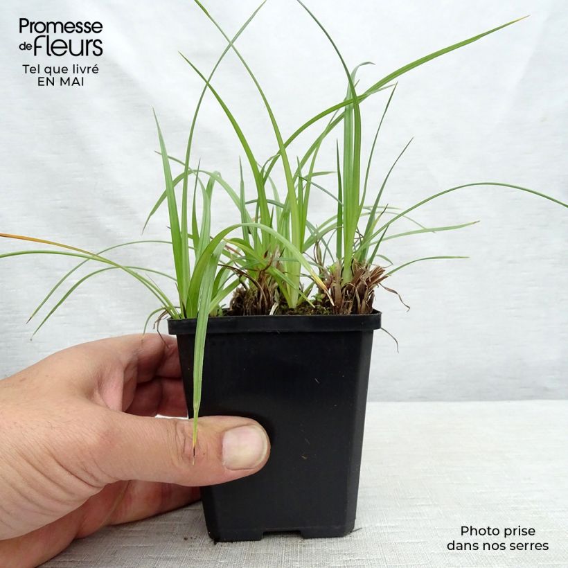 Cyperus longus 8/9 cm pot sample as delivered in spring