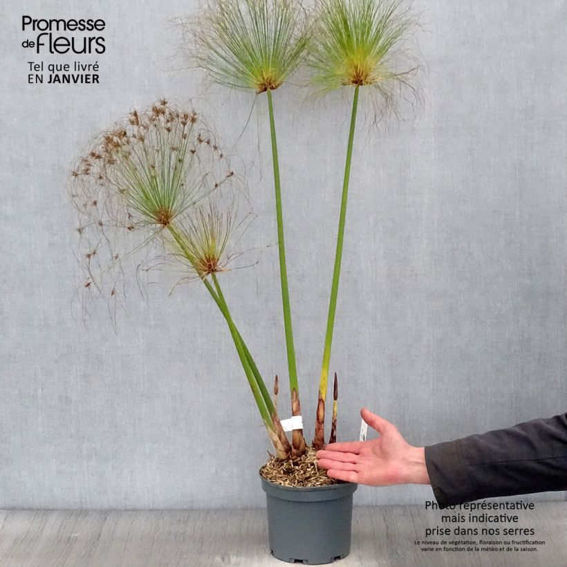 Cyperus papyrus - Papyrus 2L/3L pot sample as delivered in winter
