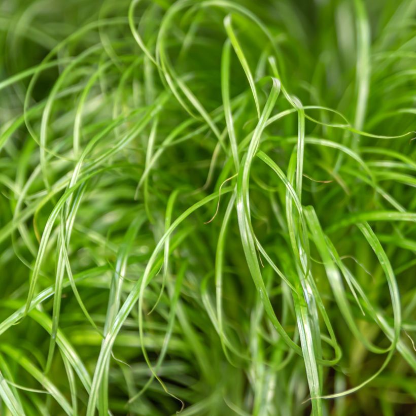 Cyperus alternifolius seeds - Umbrella papyrus (Foliage)