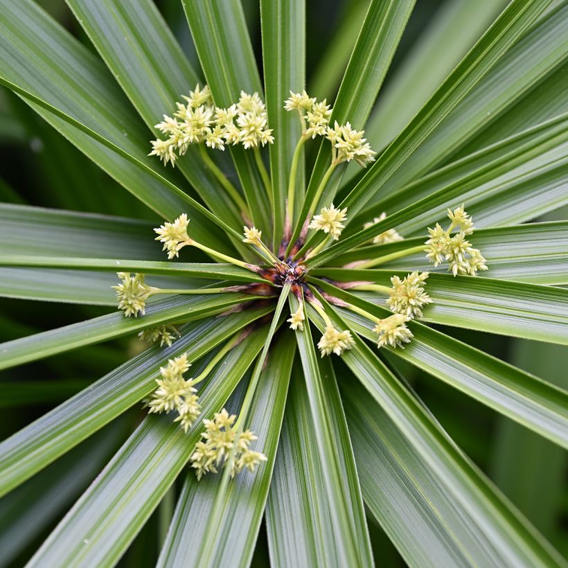 Cyperus alternifolius seeds - Umbrella papyrus (Flowering)