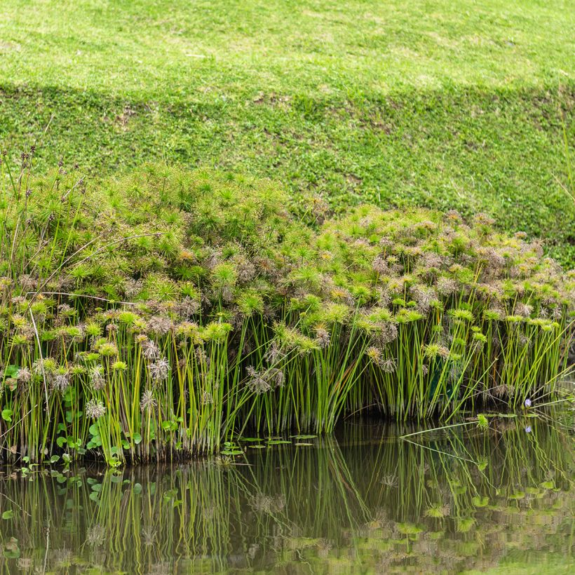 Cyperus alternifolius seeds - Umbrella papyrus (Plant habit)