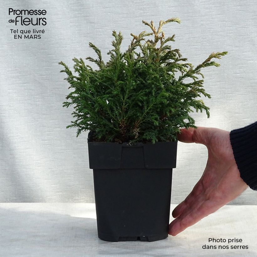 Chamaecyparis pisifera Baby Blue - Sawara Cypress 3L/4L pot sample as delivered in winter