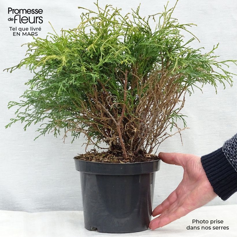 Chamaecyparis pisifera Filifera - Sawara Cypress 2L/3L pot sample as delivered in spring