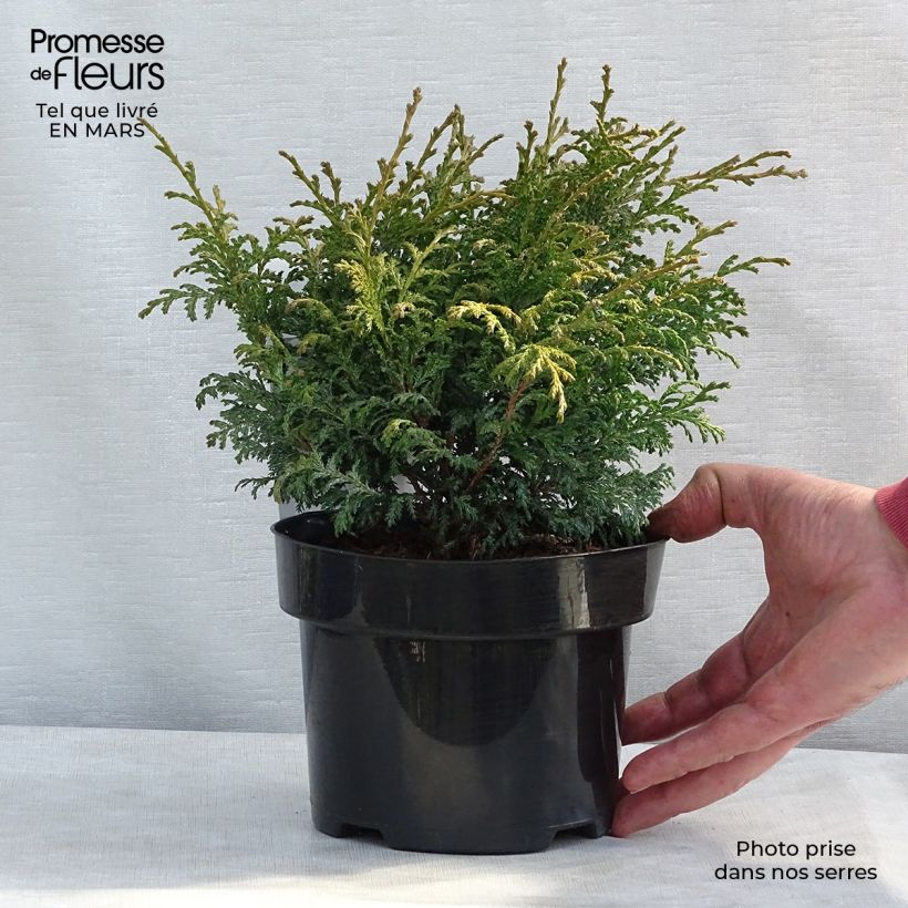 Chamaecyparis pisifera Golden Pincushion - Sawara Cypress 2L/3L pot sample as delivered in spring
