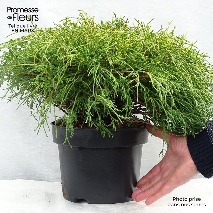 Chamaecyparis pisifera Sungold - Sawara Cypress 3L/4L pot sample as delivered in winter