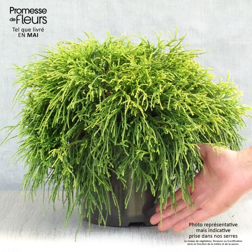 Chamaecyparis pisifera Sungold - Sawara Cypress 7.5L/10L pot sample as delivered in spring