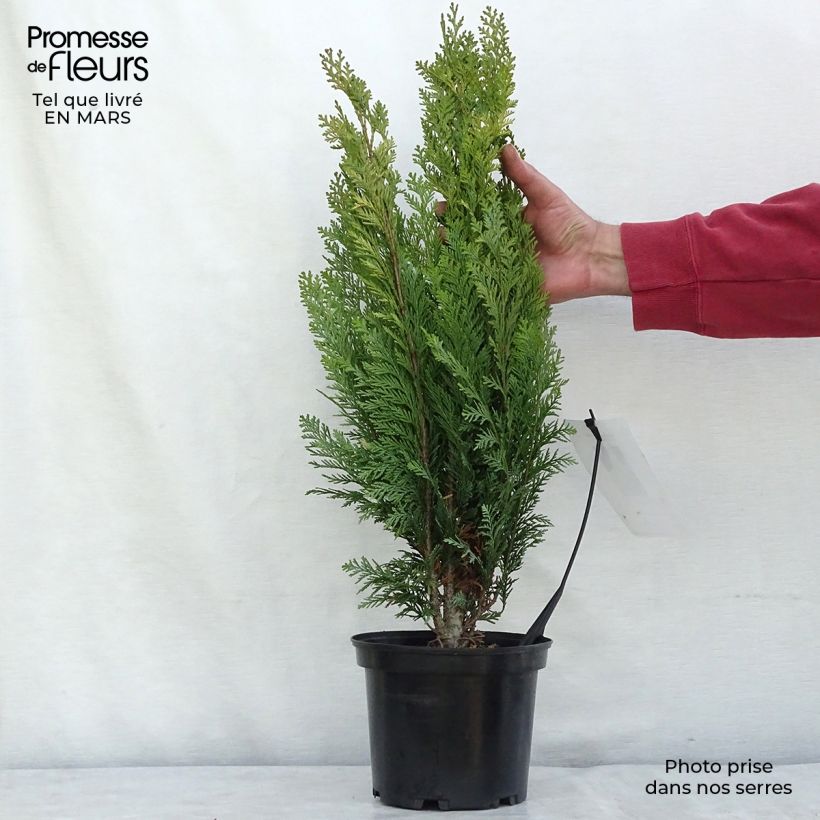 Chamaecyparis lawsoniana Alumigold - Lawson Cypress 2L/3L pot sample as delivered in winter