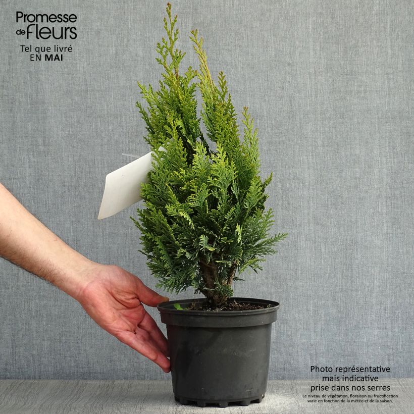 Chamaecyparis lawsoniana Alumigold - Lawson Cypress 2L/3L pot sample as delivered in spring
