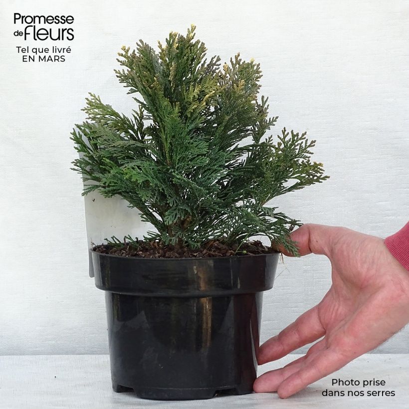 Chamaecyparis lawsoniana Pygmaea Argentea - Lawson's Cypress 2L/3L pot sample as delivered in winter
