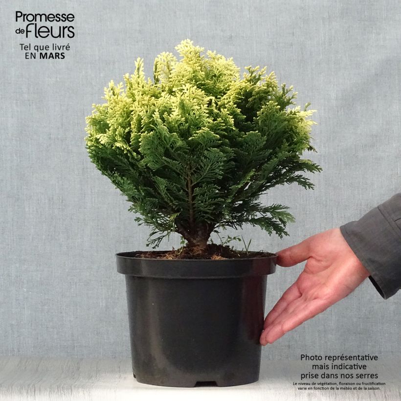 Chamaecyparis lawsoniana Pygmaea Argentea - Lawson's Cypress 4L/5L pot sample as delivered in spring