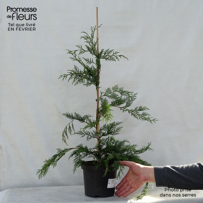 Leyland cypress - Cupressocyparis leylandii 2L/3L pot sample as delivered in winter