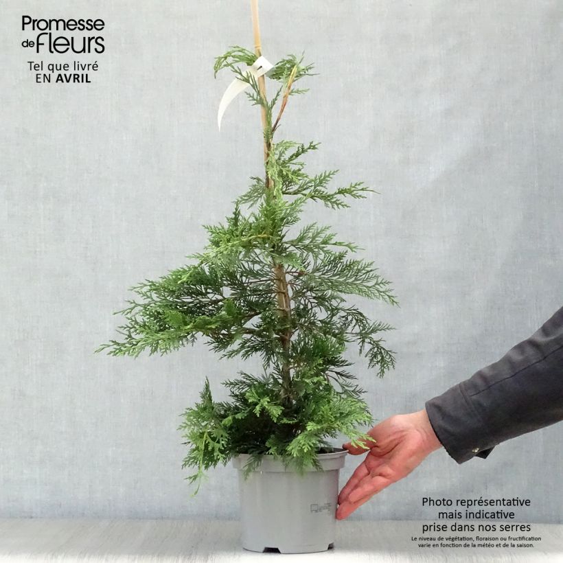 Leyland cypress - Cupressocyparis leylandii 2L/3L pot sample as delivered in spring