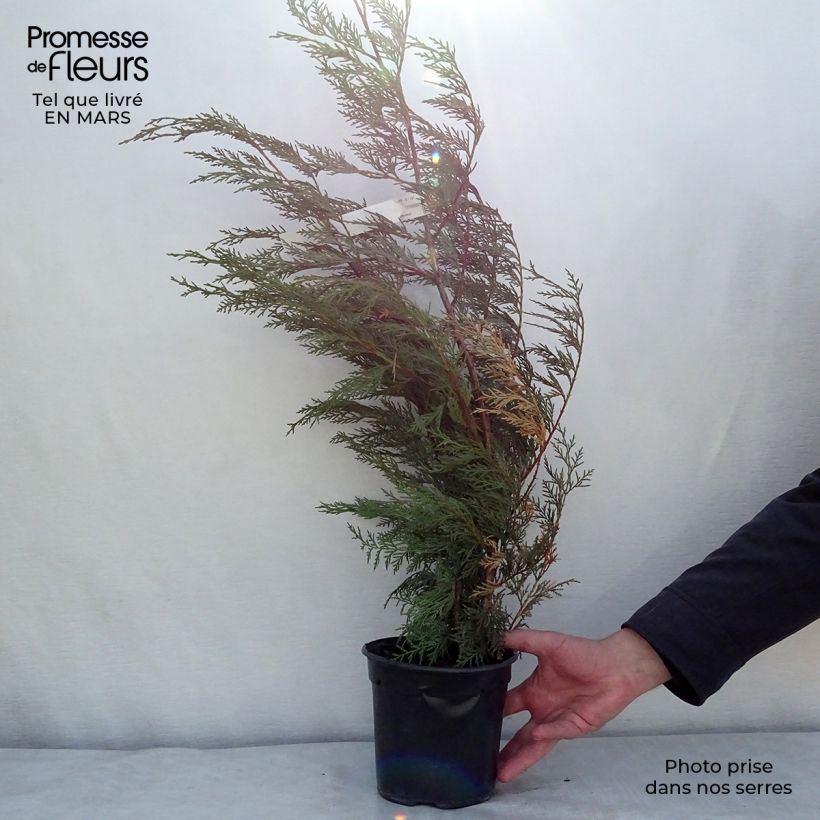Cupressocyparis leylandii Oger 2L/3L pot sample as delivered in winter