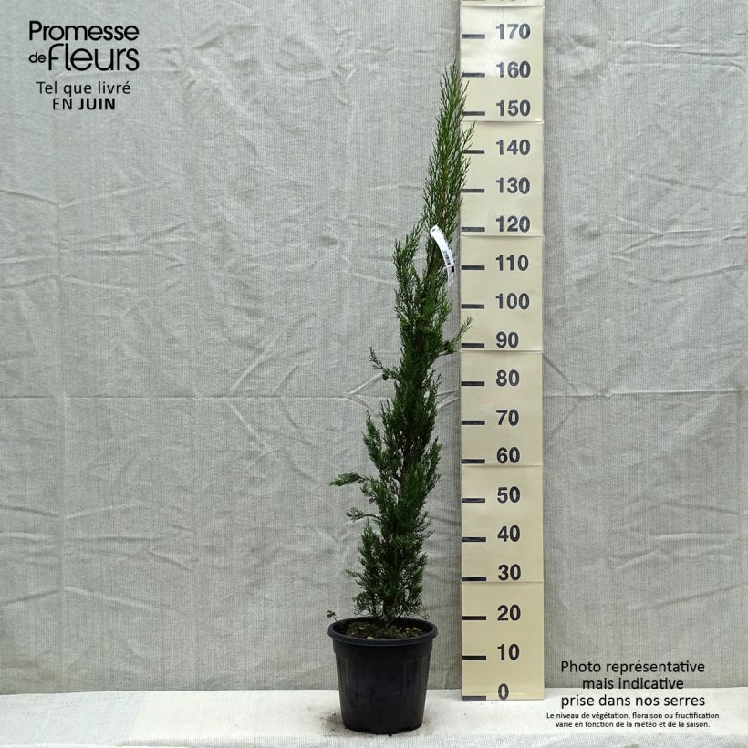 Provence Cypress - Cupressus sempervirens Pyramidalis 4L/5L pot sample as delivered in spring