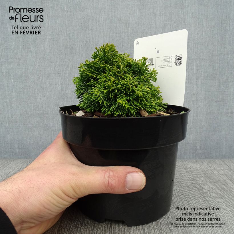 Chamaecyparis obtusa Butterball - Hinoki Cypress 2L/3L pot sample as delivered in winter