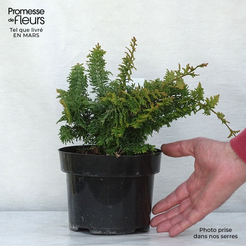 Chamaecyparis obtusa Fernspray Gold - Hinoki Cypress 2L/3L pot sample as delivered in winter