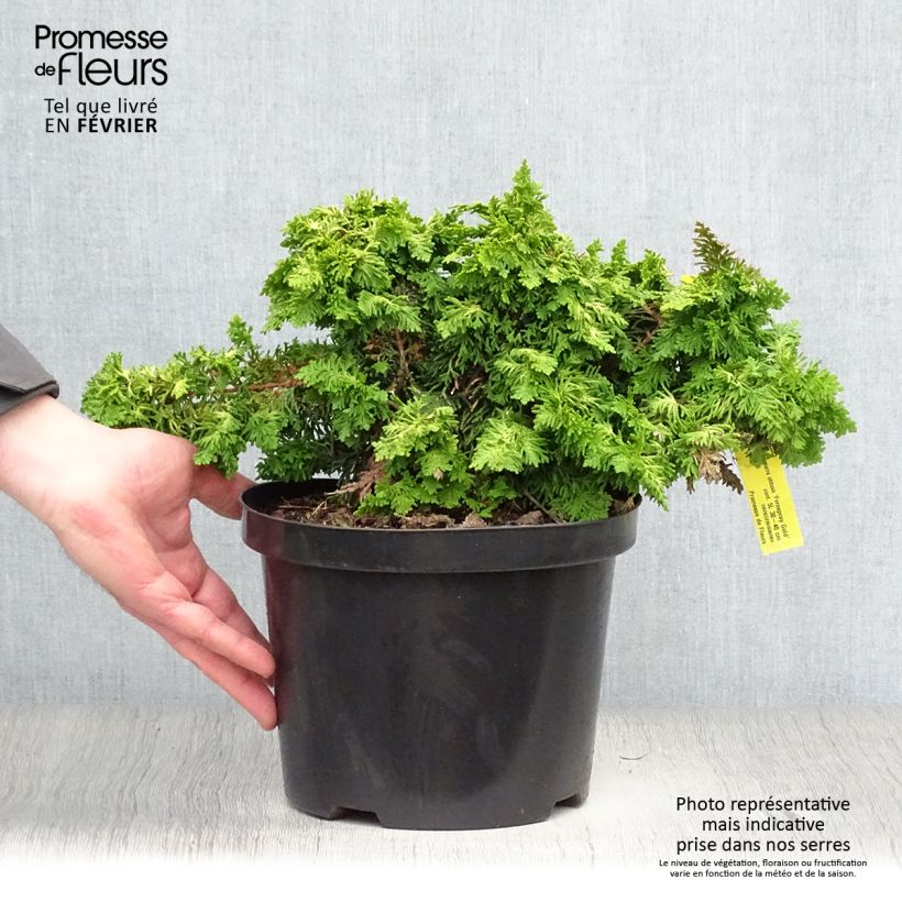 Chamaecyparis obtusa Fernspray Gold - Hinoki Cypress 4L/5L pot sample as delivered in winter