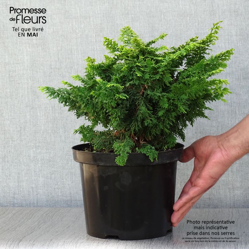 Chamaecyparis obtusa Fernspray Gold - Hinoki Cypress 4L/5L pot sample as delivered in spring