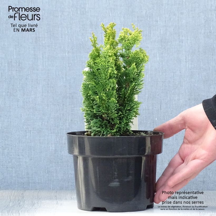 Chamaecyparis obtusa Meroki Twin - Hinoki Cypress 2L/3L pot sample as delivered in spring