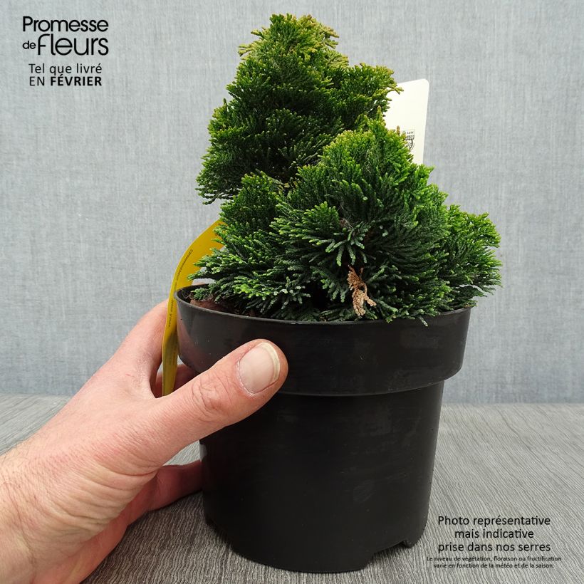 Chamaecyparis obtusa Nana Aurea - Hinoki Cypress 2L/3L pot sample as delivered in winter