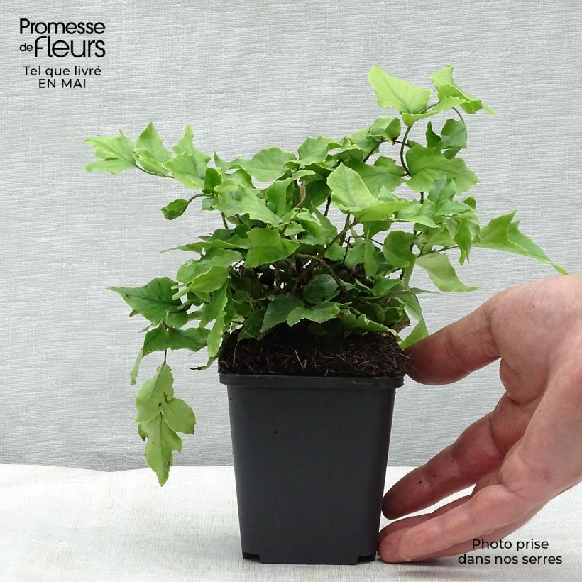 Cyrtomium fortunei - Evergreen fern 8/9 cm pot sample as delivered in spring