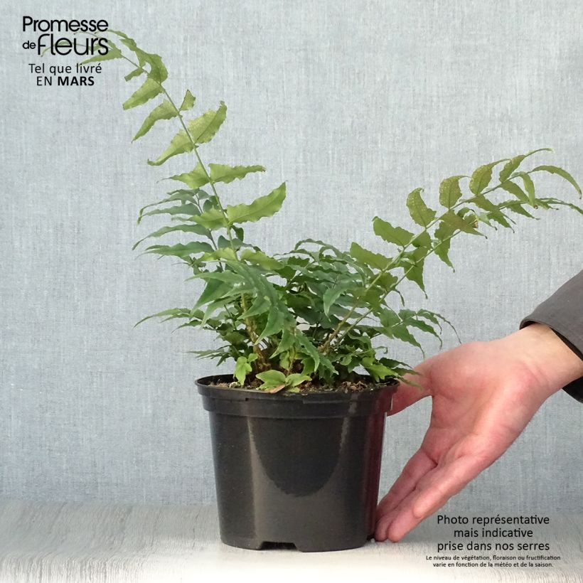 Cyrtomium fortunei - Evergreen fern 2L/3L pot sample as delivered in spring