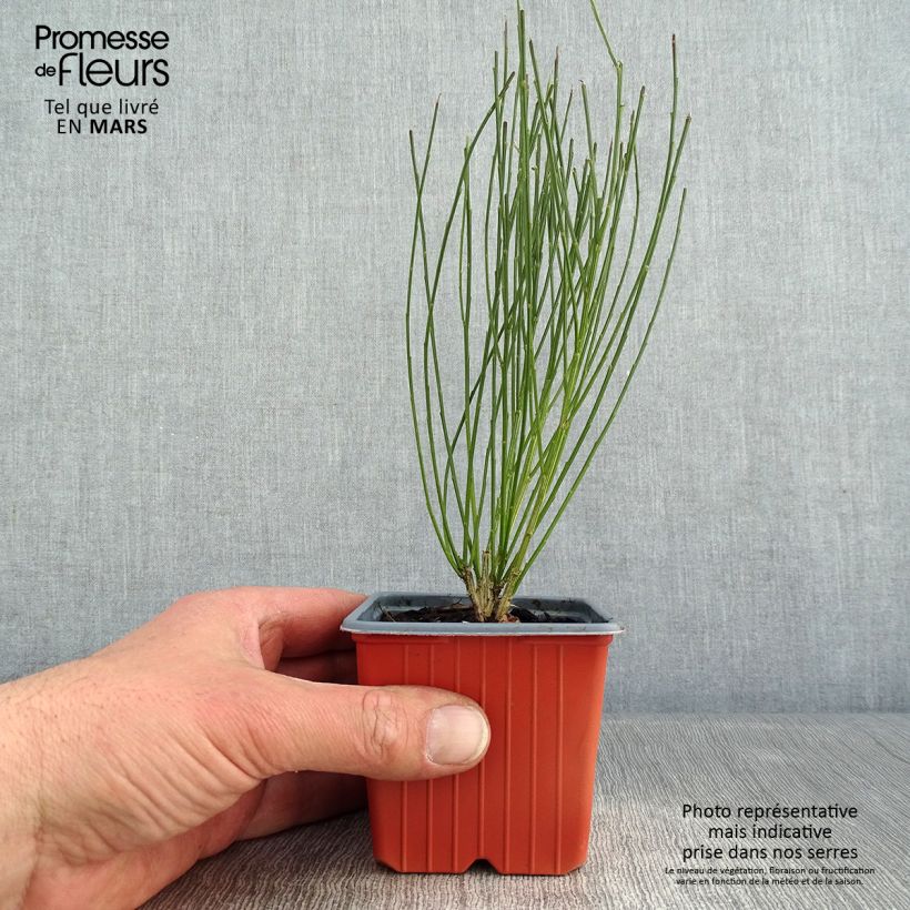 Cytisus procumbens Zeelandia 8/9 cm pot sample as delivered in winter