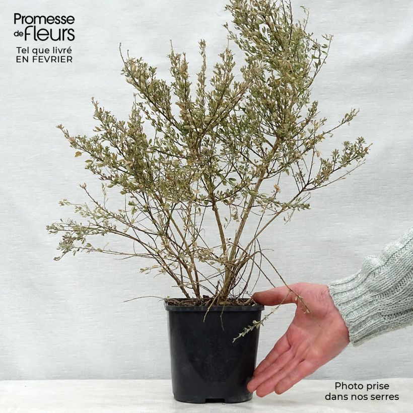 Cytisus racemosus Phebus 2L/3L pot sample as delivered in winter