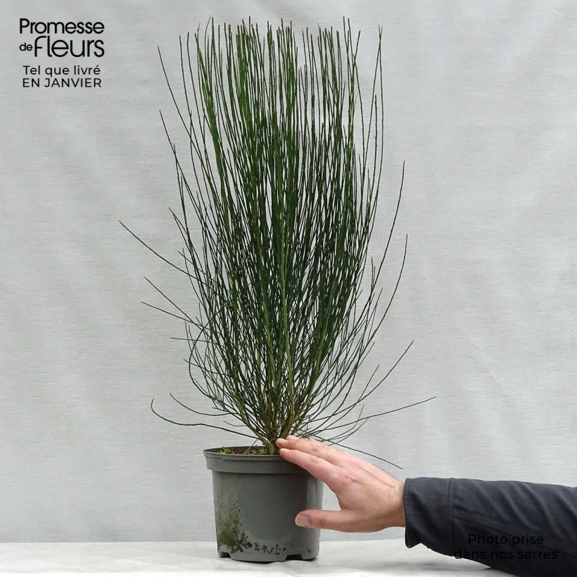 Cytisus scoparius Apricot Gem 2L/3L pot sample as delivered in winter