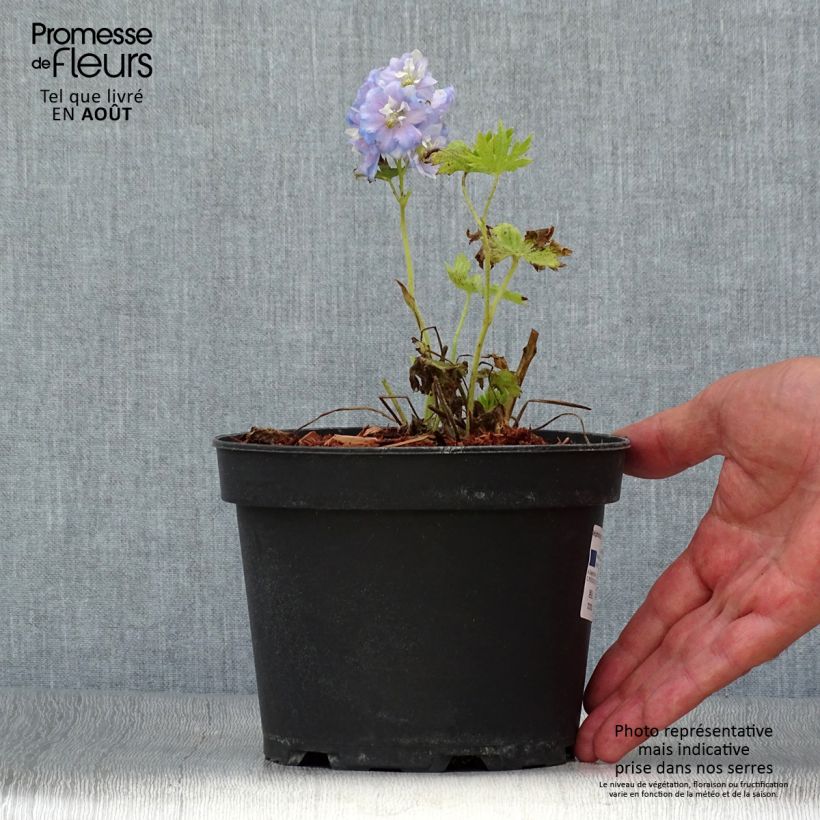 Delphinium Strawberry Fair - Larkspur 2L/3L pot sample as delivered in summer