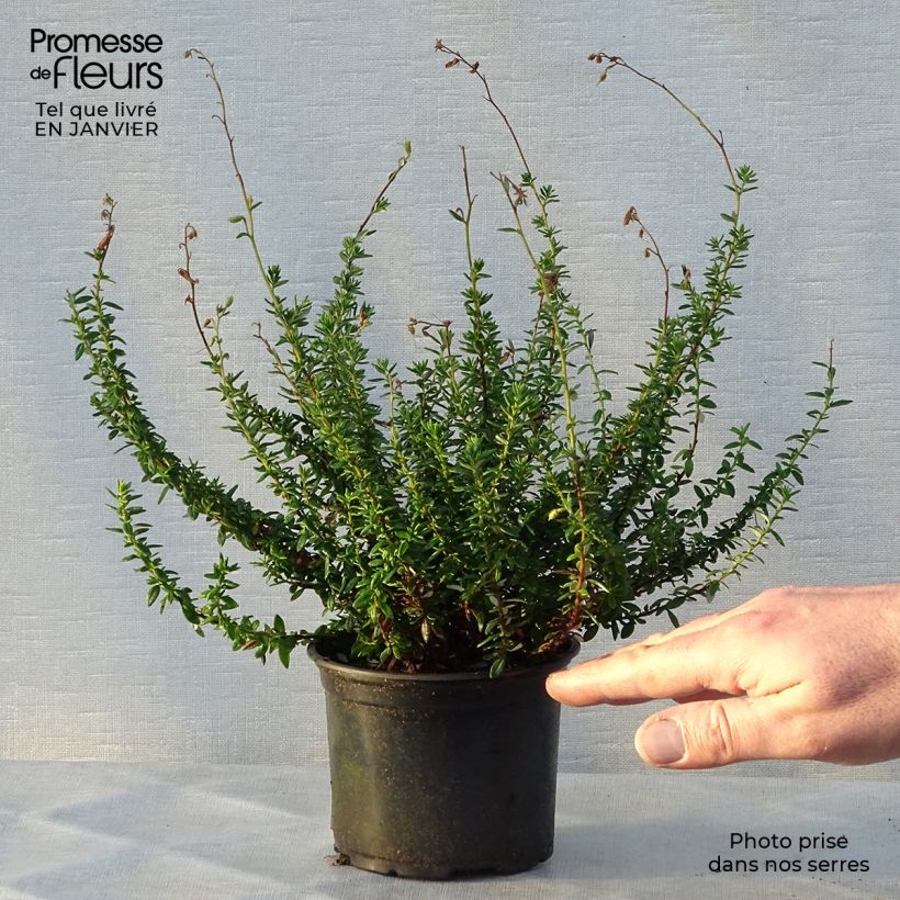 Daboecia cantabrica Alba - Irish Heath 12cm pot sample as delivered in winter