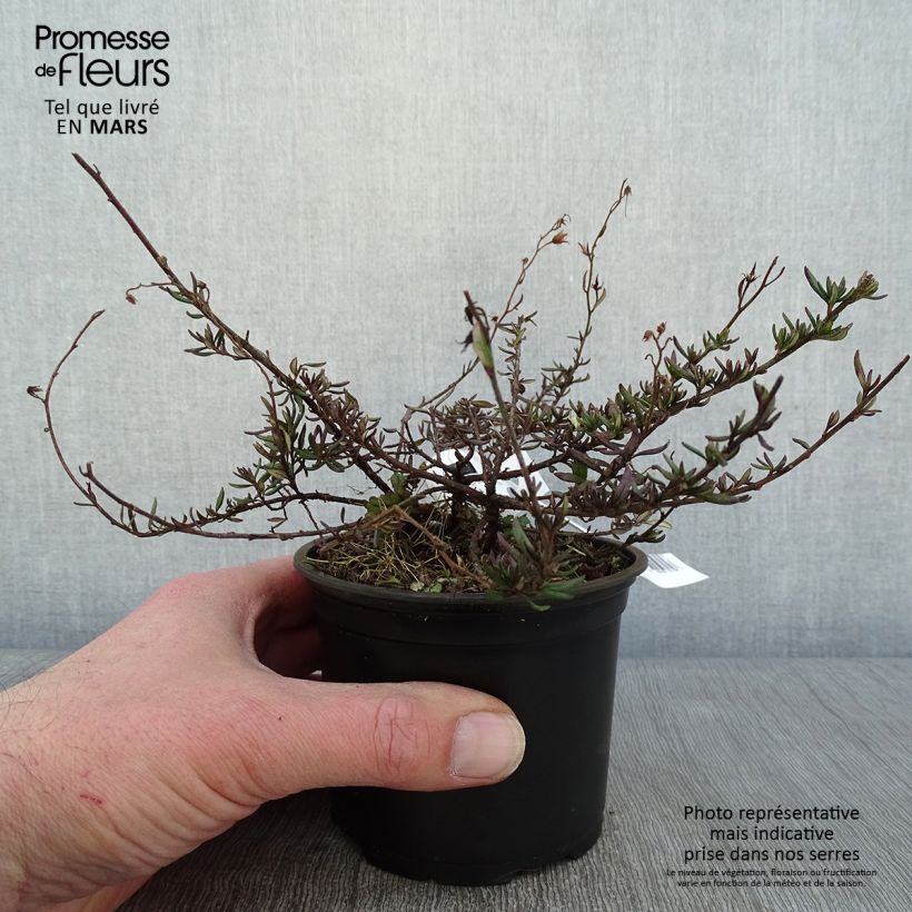Daboecia cantabrica Waleys Red - Irish Heath 12cm pot sample as delivered in winter