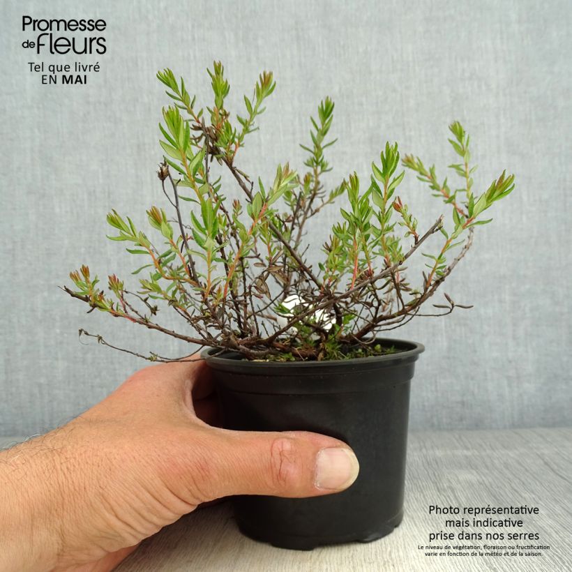 Daboecia cantabrica Waleys Red - Irish Heath 12cm pot sample as delivered in spring