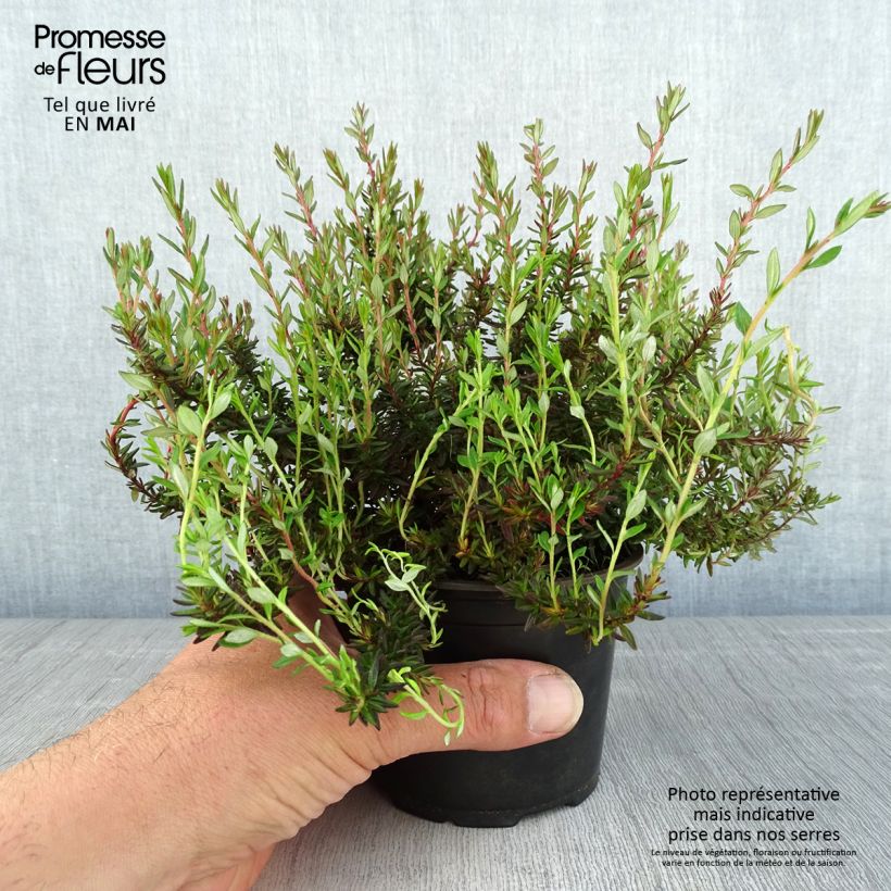 Daboecia scotica William Buchanan - Irish Heath 12cm pot sample as delivered in spring