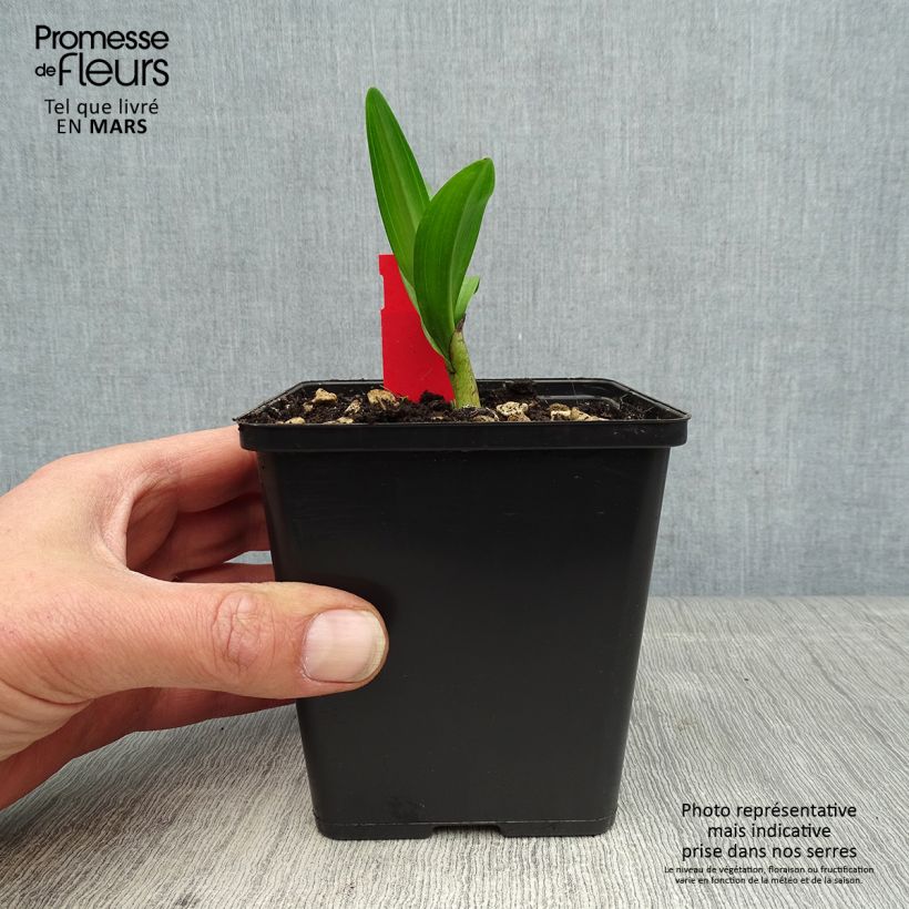 Dactylorhiza purpurella - Marsh Orchid 8/9 cm pot sample as delivered in spring