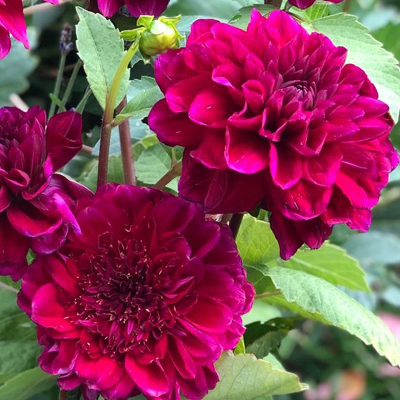 Dahlia Purple Bouquet (Flowering)