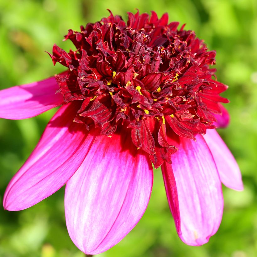 Dahlia Poodle Skirt (Flowering)