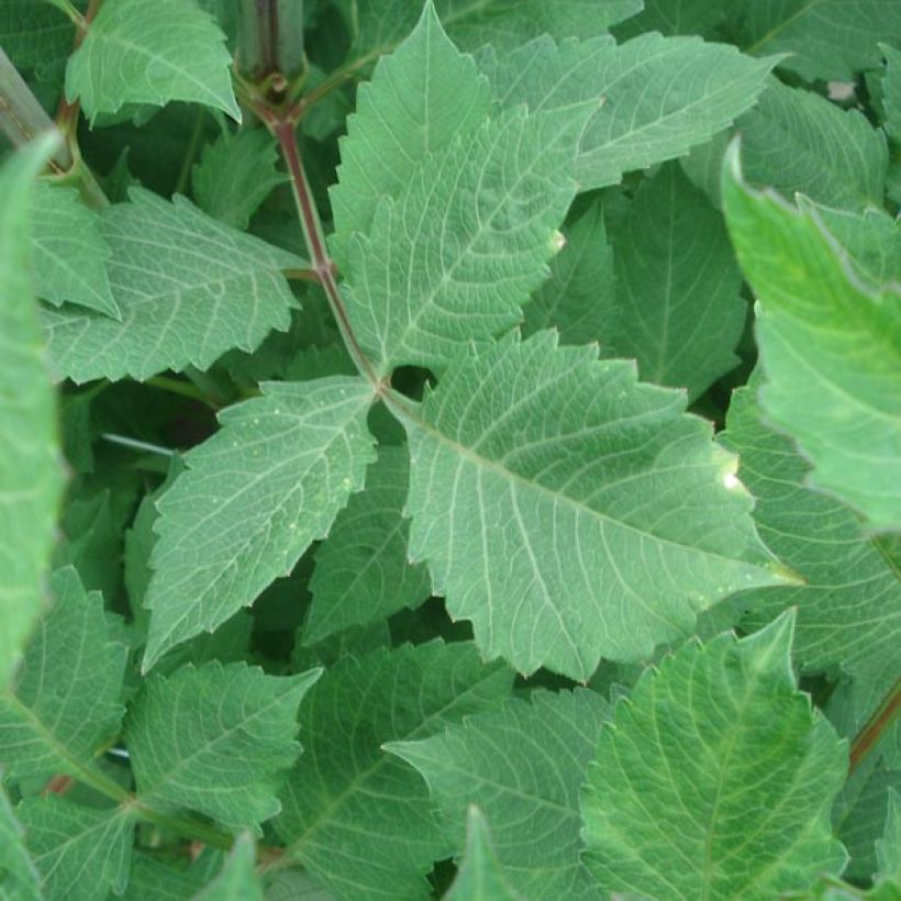 Dahlia Anne Cornelia (Foliage)