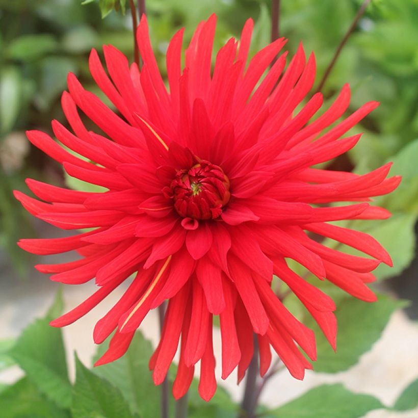 Dahlia Berger's Record (Flowering)