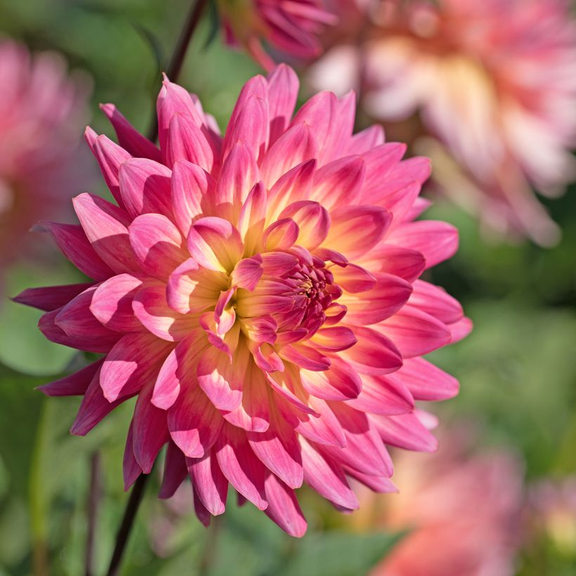 Dahlia Mingus Julie (Flowering)