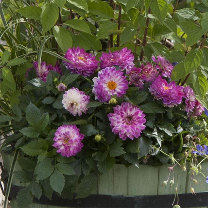 Dahlia Dalina Maxi Bonita (Plant habit)