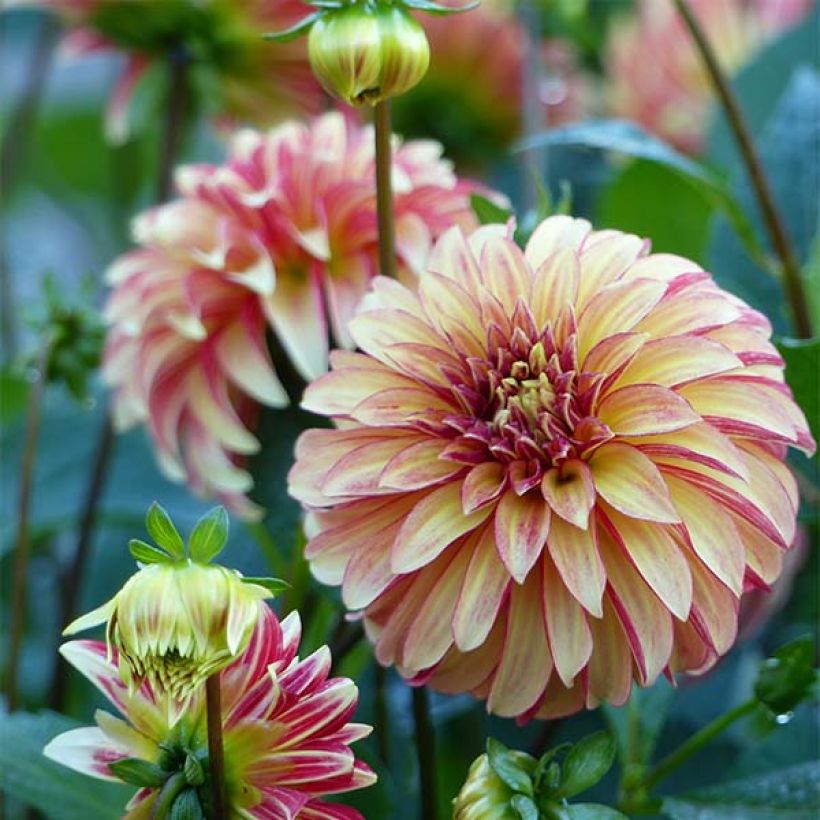 Dahlia Irish Pinwheel (Flowering)